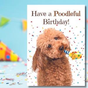 Verjaardagskaart poedel | cadeau poedelpuppy |cadeau voor elke gelegenheid| Verjaardag hond |Poedelthema | verzending naar wereldwijd