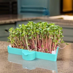 Pode incluir: Uma pequena bandeja de germinação turquesa cheia de microvegetais. Os microvegetais têm folhas verdes e caules cor-de-rosa. A bandeja está em cima de uma bancada.