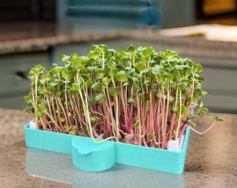 May include: A vibrant microgreen growing kit. The kit features a light blue rectangular tray with a small, round, attached water reservoir. The microgreens have green leaves and pink stems, creating a colorful contrast. The kit is designed for home gardening.