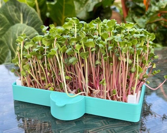 Microgreens Sprouting Kit - Optional Shelves - Soil Free - 14 Colors - Colorful and Bright Spring Cress and Salad Greens