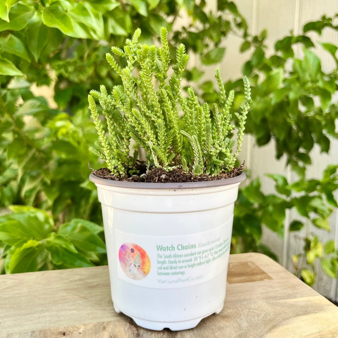 Watch Chain Plant X Crassula Muscosa 1 Live Rare Succulent Etsy