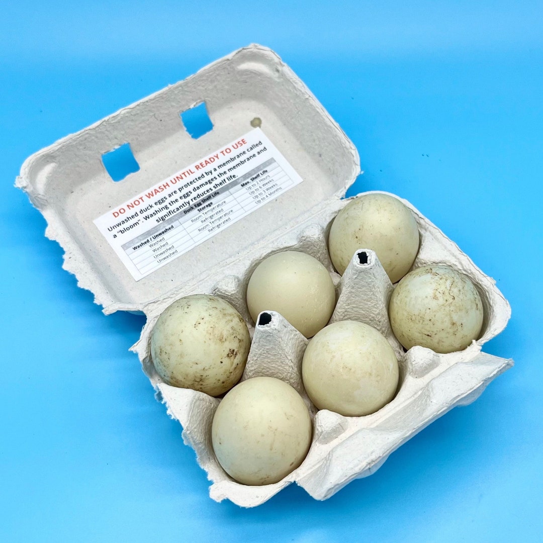 Fresh Blue Swedish Duck Eggs Unwashed Unfertilized No Etsy
