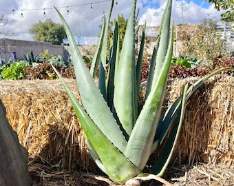 20lbs (9kg) Aloe Barbadensis Miller- 1 Live XL Plant "Burn Aloe" "True Aloe" - Freshly Picked