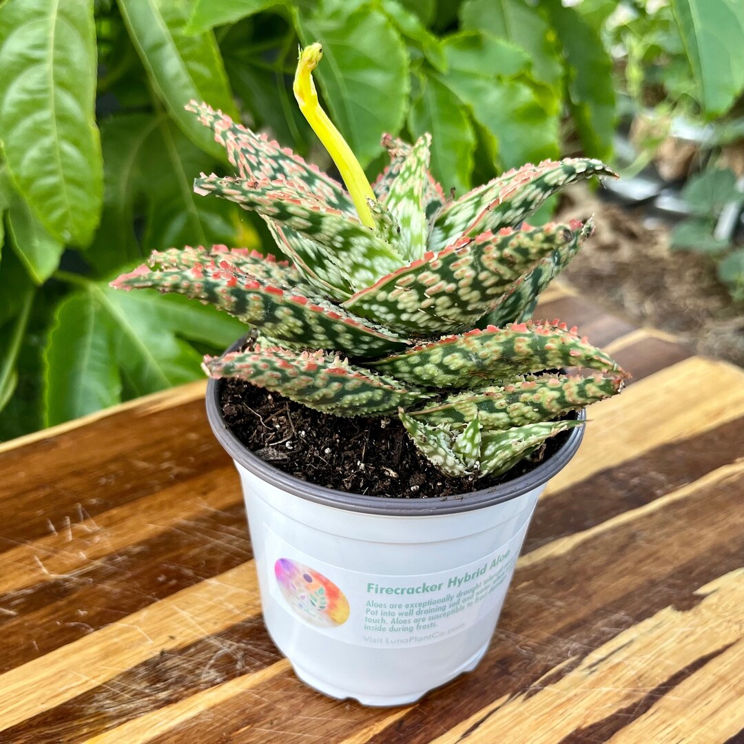 Aloe Firecracker Aloe Hybrid Rooted in 4 Pot Etsy