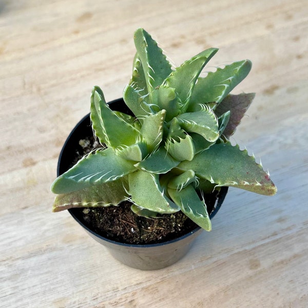 Tiger Jaws x Faucaria Tigrina- 1 Live Rare Succulent Plant in Pot Rooted