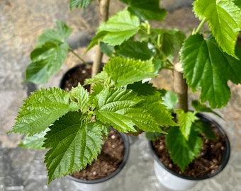 Pakistan Mulberry Tree- 1 Live Rooted Plant