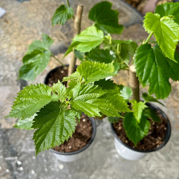 Pakistan Mulberry Tree- 1 Live Rooted Plant