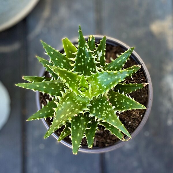 Minnie Belle Aloe- 1 Live Rare Succulent Plant in Pot Rooted