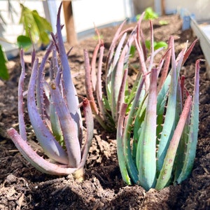 Blue Elf Aloe- 1 Live Rare Succulent Plant