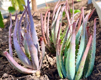 Blue Elf Aloe- 1 Live Rare Succulent Plant