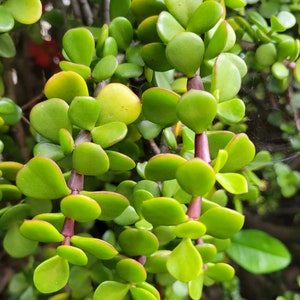 is cinnamon a plant Cinnamon Tree