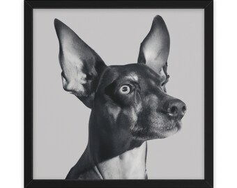 Beau chien Pincher noir et blanc détaillé, art mural, décoration intérieure, affiche, impression, cadeau amusant