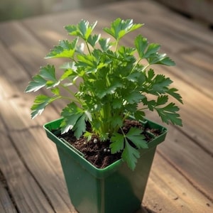 May include: A small parsley plant in a square green plastic pot. The parsley has bright green, ruffled leaves and is set against a wooden deck background. The pot is filled with dark soil and small white fertilizer pellets.