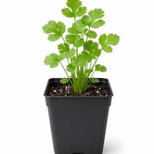 May include: A potted cilantro plant with vibrant green leaves. The plant is in a square, black plastic pot filled with soil. The leaves have a distinctive, lobed shape, and the plant is set against a clean white background.