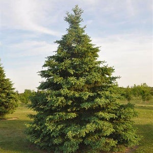 WHITE SPRUCE tree seeds (Picea glauca)