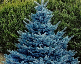 Colorado blue spruce tree seeds (Picea pungens)