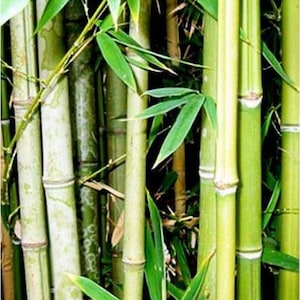 10 Giant Bamboo (Bambusa Arundinacea) Seeds - Free shipping