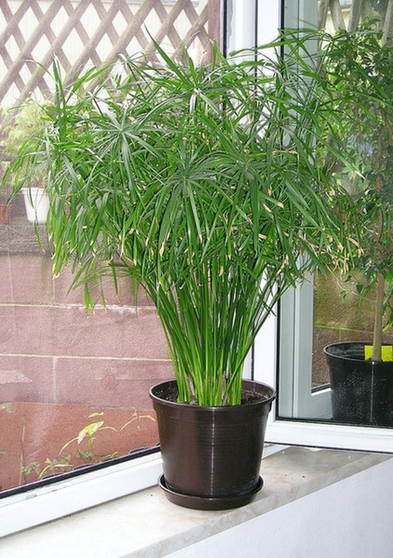 Umbrella Plant Seeds Cyperus Alternifolius 50 Seeds Etsy Canada