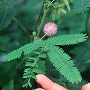 May include: Detailed view of a Mimosa pudica plant, or sensitive plant, displaying vibrant green leaves and a small, spherical, pink flower. The leaves are spread out, revealing their complex, fern-like design. A hand is seen touching the plant.