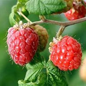 50  Raspberry Seeds - Rubus idaeus - Grow your own Raspberry plants