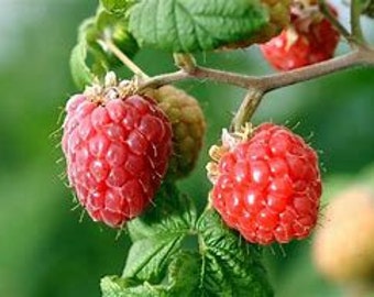 Plus de 50 graines de framboises biologiques - Rubus idaeus - Faites pousser vos propres plants de framboises