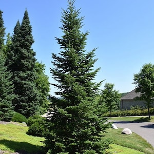 BALSAM FIR Tree Seeds -  (Abies balsamea)