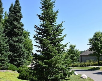 BALSAM FIR Tree Seeds -  (Abies balsamea)