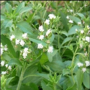 Grow your own  STEVIA plant ( 50 Seeds )-  Natural Sweetener - Growing instructions included