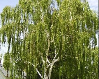 Silver Weeping Birch Tree Seeds - (Betula pendula) zones 2-7  Comes with planting instructions-One of the most beautiful trees