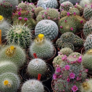 Könnte beinhalten: Eine Sammlung verschiedener Kakteen in kleinen Töpfen. Die Kakteen zeigen eine Reihe von Texturen, von glatt bis stachelig, und Farben, darunter Grün und Grau. Einige Kakteen haben leuchtend gelbe Blüten, andere zarte rosa Blüten.