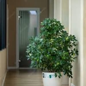 May include: A Schefflera plant in a white ceramic pot with a blue floral pattern. The plant has lush green leaves and is placed in a hallway with a glass door and wooden floorboards.