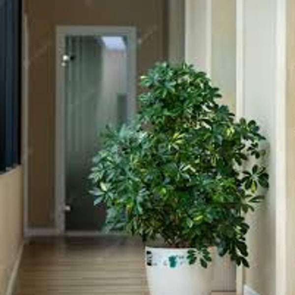 Graines de plantes d'arbre parapluie nain - Schefflera arboricola - Plantes d'intérieur rares et exotiques - Livraison gratuite