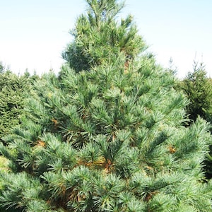 WHITE PINE Tree Seeds - (Pinus strobus)