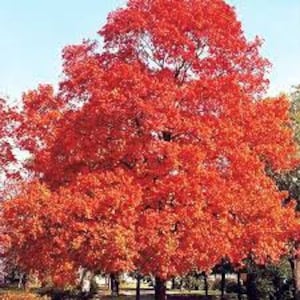May include: A tree with bright red leaves, set against a clear blue sky. The tree's foliage is dense and full, showcasing the rich colour of autumn. The trunk and branches are visible at the base of the tree.