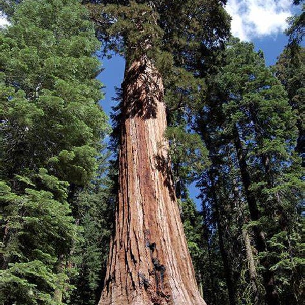 Graines d’arbre de séquoia géant (Sequoiadendron Giganteum) Livraison rapide gratuite Service de haute qualité de plantes exotiques rares