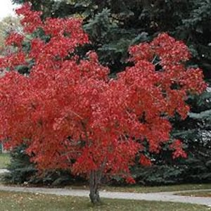 Peut inclure: Un érable rouge vif en pleine feuillaison d'automne. Les feuilles de l'arbre sont d'un rouge vif uniforme, contrastant avec le vert des conifères en arrière-plan. L'arbre est planté dans une zone herbeuse.