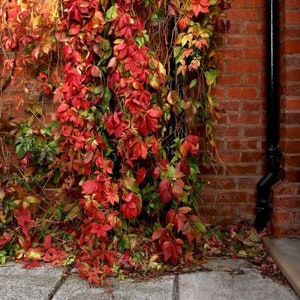 May include: A red brick wall adorned with autumnal foliage in shades of red and green. A pale blue door and black drainpipe are on the right. The leaves are the main feature, creating a colourful, natural scene.
