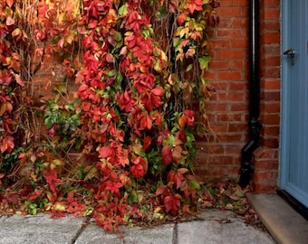 May include: A red brick wall adorned with autumnal foliage in shades of red and green. A pale blue door and black drainpipe are on the right. The leaves are the main feature, creating a colourful, natural scene.