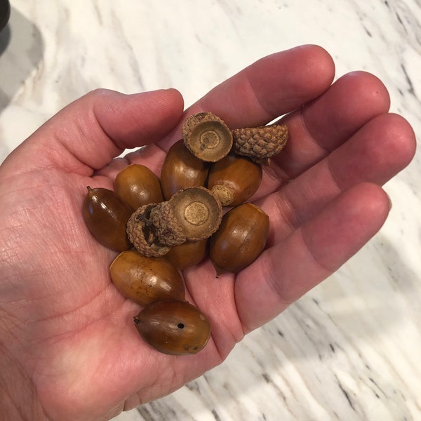 25 dried acorns and 25  acorn caps, acorn hats, autumn decor, natural oak,  baked ready to use, includes Thanksgiving day crafting ideas