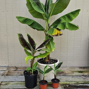 Dwarf Cavendish Banana Plant