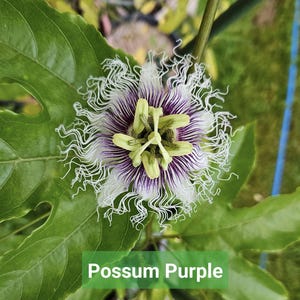 Passionflower/Passionfruit Starter Plant - 3 Varieties to Choose From
