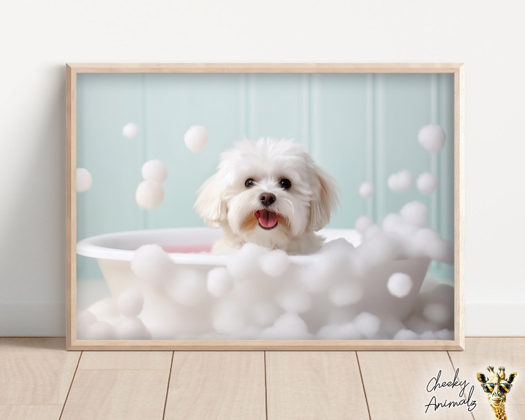 Maltese Dog Pup in the Bathtub, Cute Dog Photograph, Maltese in Bubble