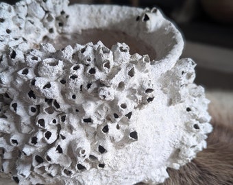 White shell barnacle vase