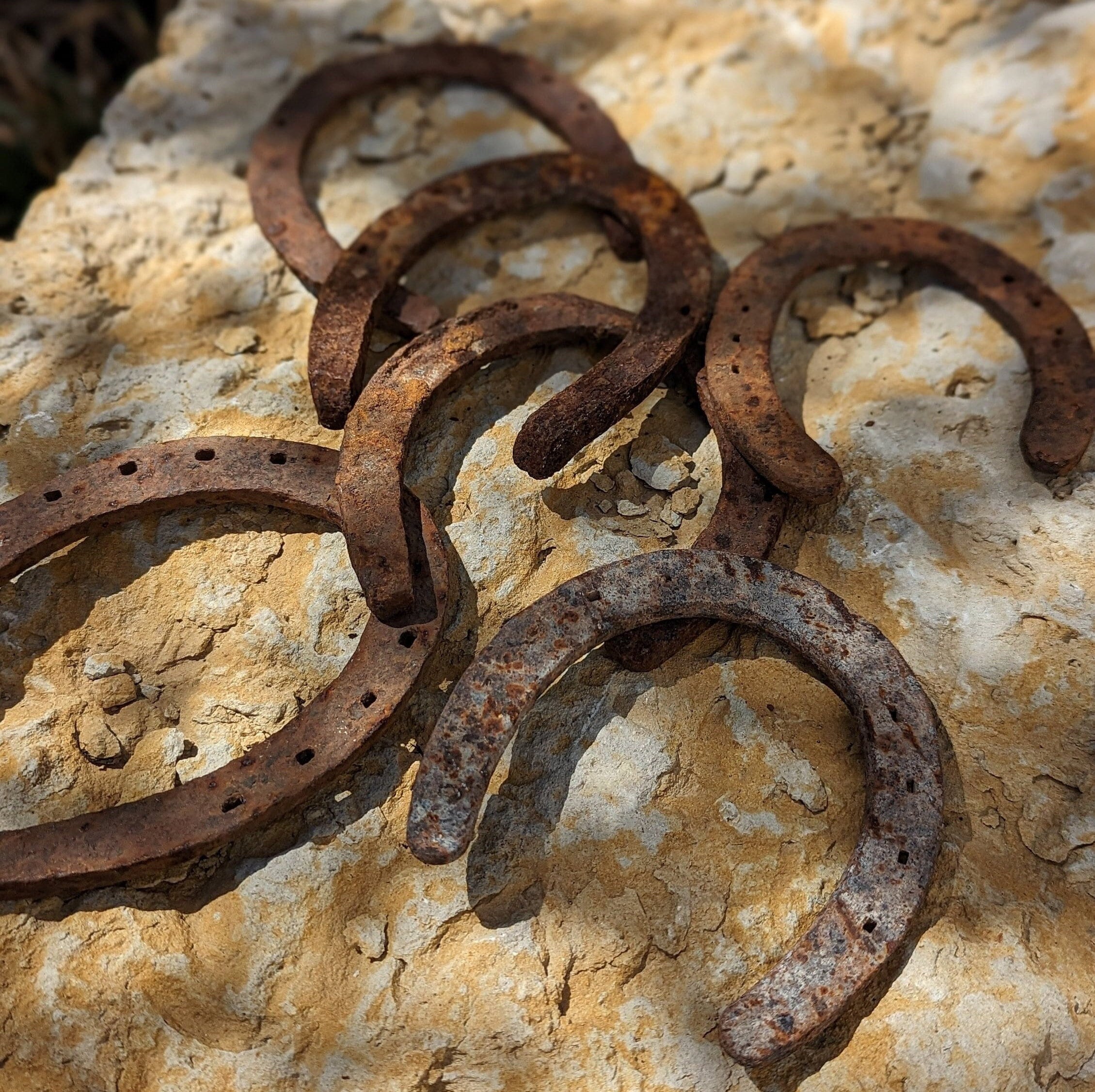 Ancien Fer à Cheval Avec Harnais En Cuir à Double Sangle - Déco Rustique Vintage