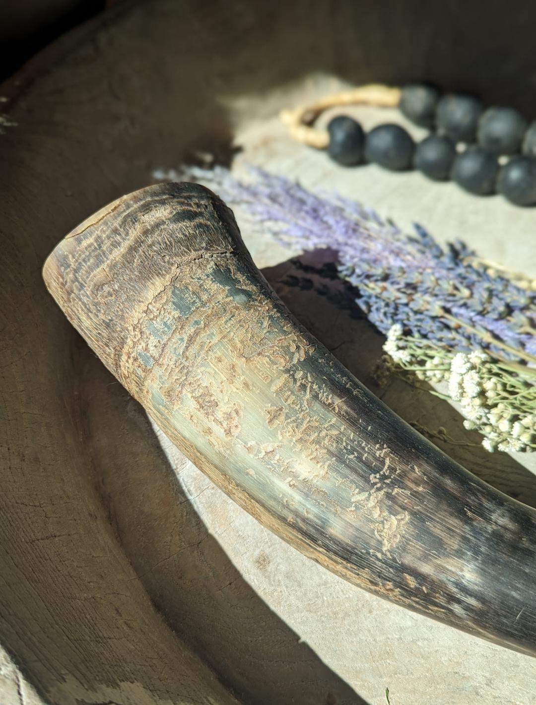 本物の天然水牛の角/バイキングの角 - Etsy 日本