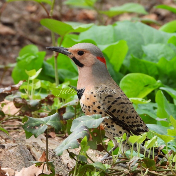 Northern Flicker in Leaves Photograph, Digital Download, Nature Wildlife Photography, New York Central Park