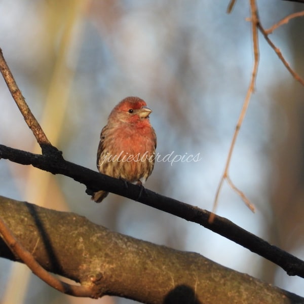 House Finch Photograph, Digital Download, Nature Wildlife Photography, Printable Wall Art, Digital Wallpaper, Central Park