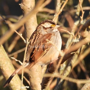 White-throated Sparrow in Tree Photograph, Digital Download, Nature Wildlife Photography