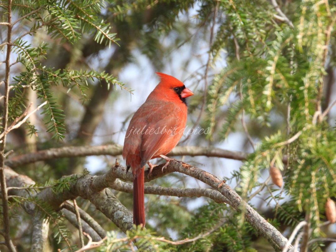 Triple Tree Cardinal Northern Cardinal in Tree Photograph, Digital Download, Nature Wildlife ...