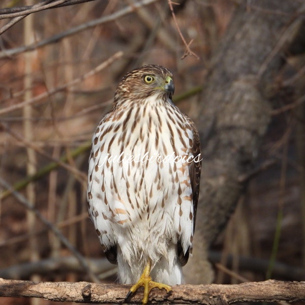 Coopers Hawk Photograph, Digital Download, Nature Wildlife Photography, Printable Wall Art, Digital Wallpaper